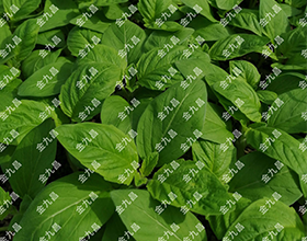 湖北金九昌種業(yè)有限公司